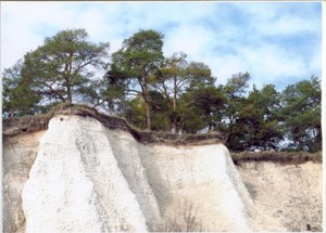 Ботанический заказник: Меловые сосны